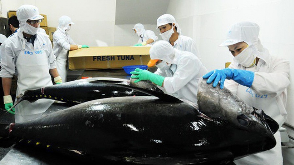Ngành xuất khẩu cá ngừ bị ảnh hưởng